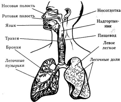 Воздействие еловой хвои на органы дыхания и благосостояние человека
