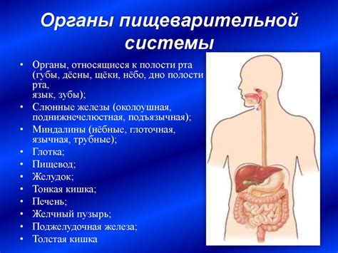 Воздействие компота на органы пищеварительной системы