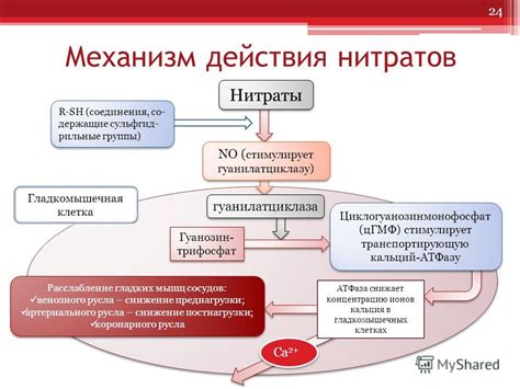 Воздействие нитратов на организм и механизм их действия