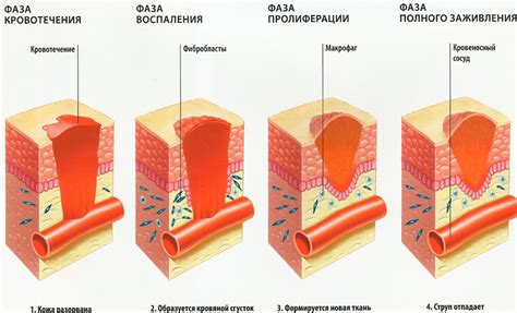 Воздействие пигментов на процесс заживления ран