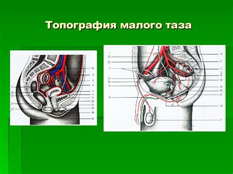 Воздействие позвоночных нервов на регуляцию функций органов малого таза