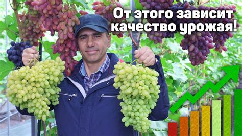 Воздействие роста сосен на качество урожая винограда