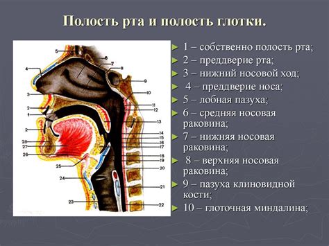 Воздействие сладости на смазочную поверхность горла и полость рта