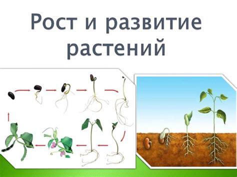 Воздействие удаления внешнего слоя на дальнейший рост и развитие цветов гладиолусных растений