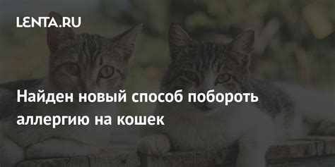 Воздействие упакованных продуктов на здоровье домашних кошек