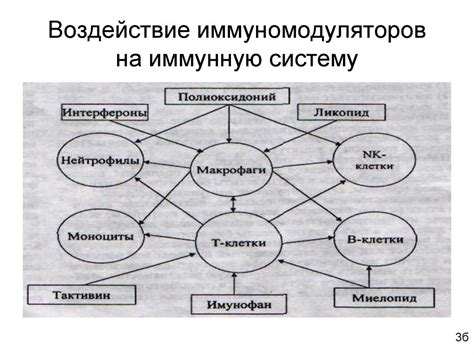 Воздействие хлебных изделий на иммунную систему при аллергических проявлениях