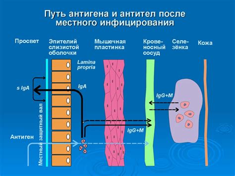 Воздействие холодных капель на функционирование иммунной системы