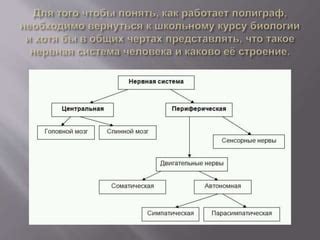 Возможности использования техники выявления неправды в судебных процессах