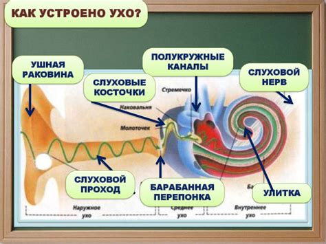 Возможности слуха и зрения: неожиданные открытия