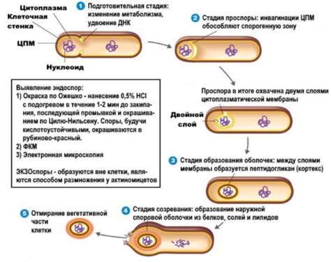 Возможность размножения бактерий и микроорганизмов