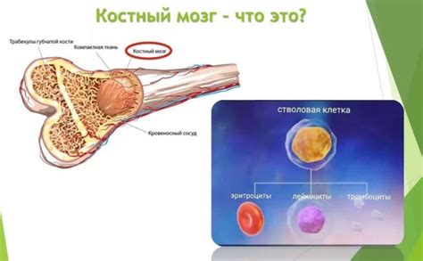 Возможность стать донором костного мозга: выбор медицинских центров и больниц