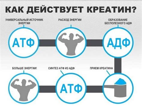 Возможные благотворные эффекты использования креатина в 16 лет