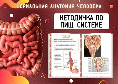 Возможные методы выживания в пищеварительной системе кита