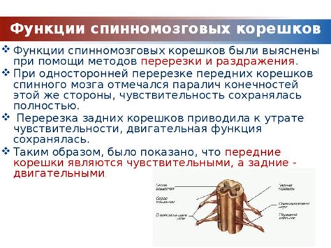 Возможные осложнения и риски при полной перерезке задних корешков