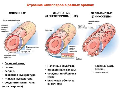 Возможные осложнения при появлении капиллярных сосудов в период релизации яйцеклетки