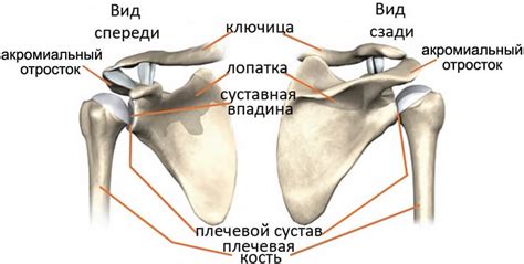 Возможные повреждения и заболевания плечевой кости