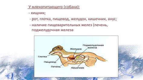 Возможные причины поглощения остатков животных