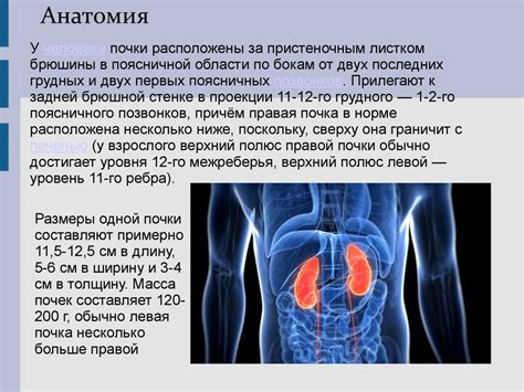 Возможные проблемы, связанные с работой правой почки у женщин