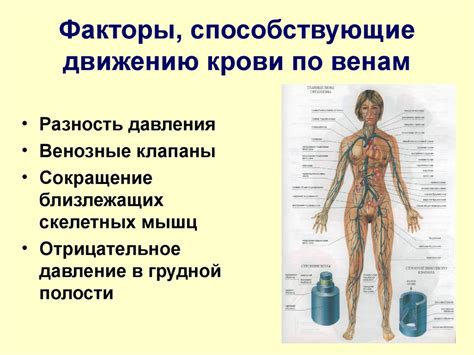 Возможные факторы, способствующие интенсивному кровотечению из области скул