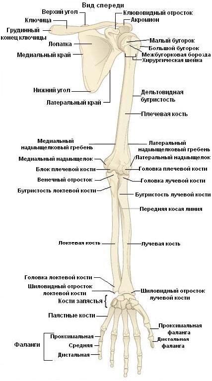 Возможные факторы неврологических проблем, вызывающих дрожание правой верхней конечности