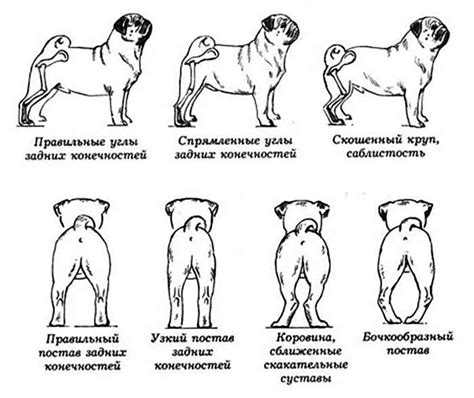 Возможные хирургические методы восстановления мобильности задних конечностей у собак