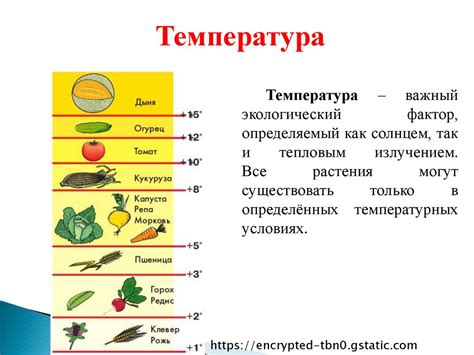 Возникновение антеридий: влияние температуры и освещения