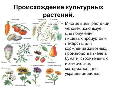 Возникновение и происхождение пищевых продуктов от животных