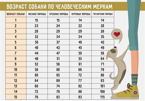 Возраст и размер щенка: ключевые факторы