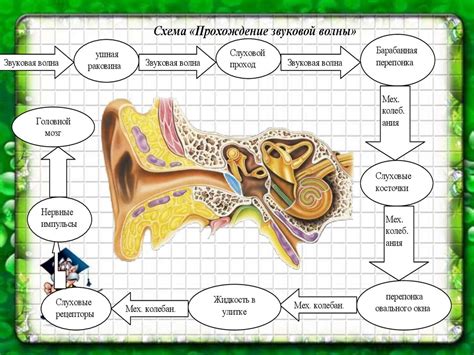 Восстановление акустической функции органа слуха: перспективы и ограничения