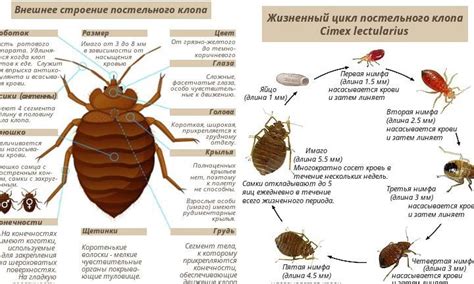 Враг у двери: информация о клопах и их особенностях