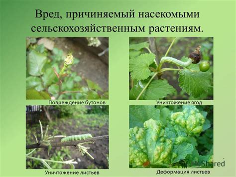 Вред, причиняемый насекомыми в человеческом хозяйстве