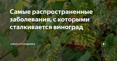 Вредители и заболевания, с которыми сталкивается финансовое растение