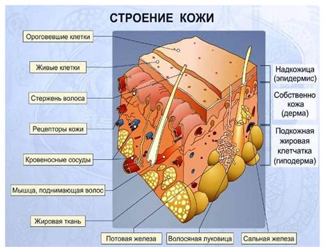 Вредные воздействия внешней среды на состояние кожи