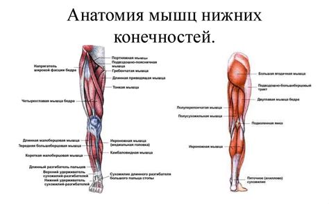 Вредные привычки, оказывающие негативное воздействие на тонус мышц нижних конечностей