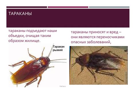 Вредоносные насекомые и заболевания: причины проблем с состоянием листьев розы