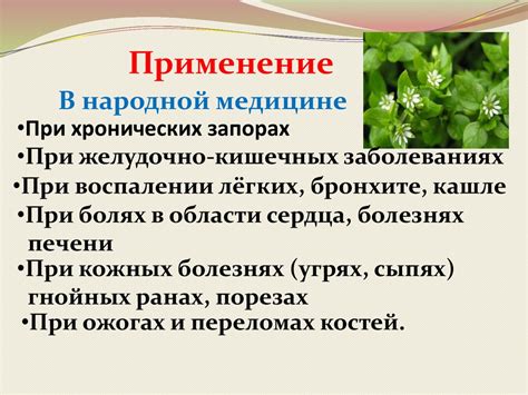 Вред сорняков: причины и последствия их роста