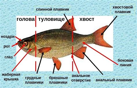 Временные места пристановления у рыбы вблизи стайных мест