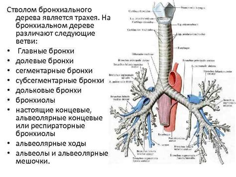 Встреча с раздвоением: правый и левый отделы бронхиального дерева