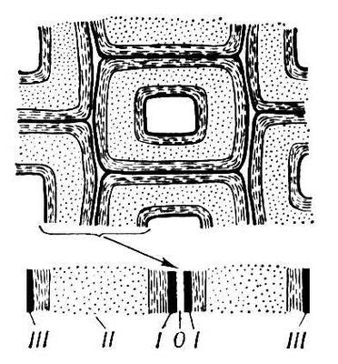 Вторичный эпидермис: вторая защитная оболочка растительной клетки