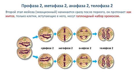 Второй этап мейоза: метафаза