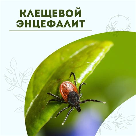 Выбираем самую результативную клинику для прививки от клещевого энцефалита