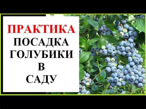 Выбор места для посадки голубики: определение важных факторов