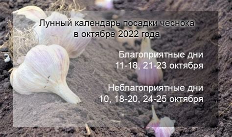 Выбор места для посадки чеснока: ключевой фактор успеха урожая