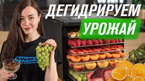 Выбор мягких фруктов и ягод для сушки в дегидраторе