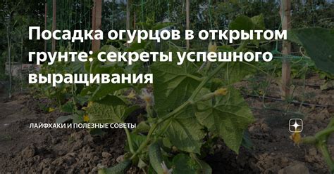 Выбор подходящего местоположения для успешного выращивания овощных культур