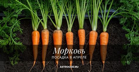 Выбор подходящих сортов моркови