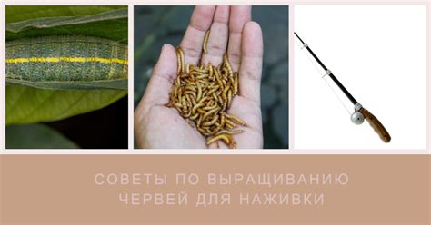 Выбор прочных и плодородных почв для успешного разведения червей
