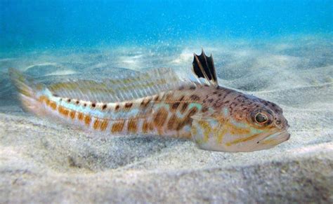 Выбор сезона для ловли якорной морской паутины в водах Черного бассейна