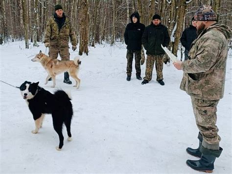 Выбор учебного заведения для обучения в сфере поведения собак в Нижнем Новгороде