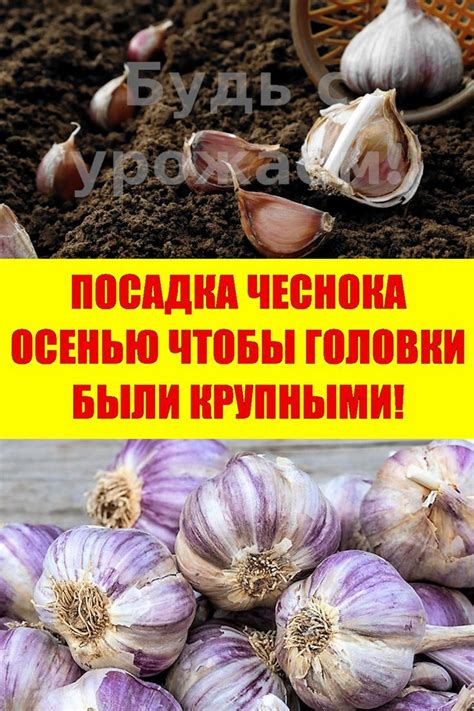 Выгодность применения парников и теплиц для подготовки чеснока к посадке